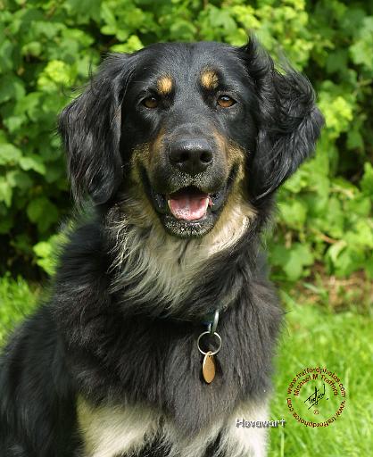 Hovawart 9W009D-019.JPG